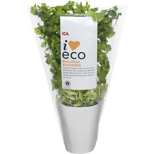 ICA I love eco Koriander i kruka Ekologisk 1-p KRAV Klass 1